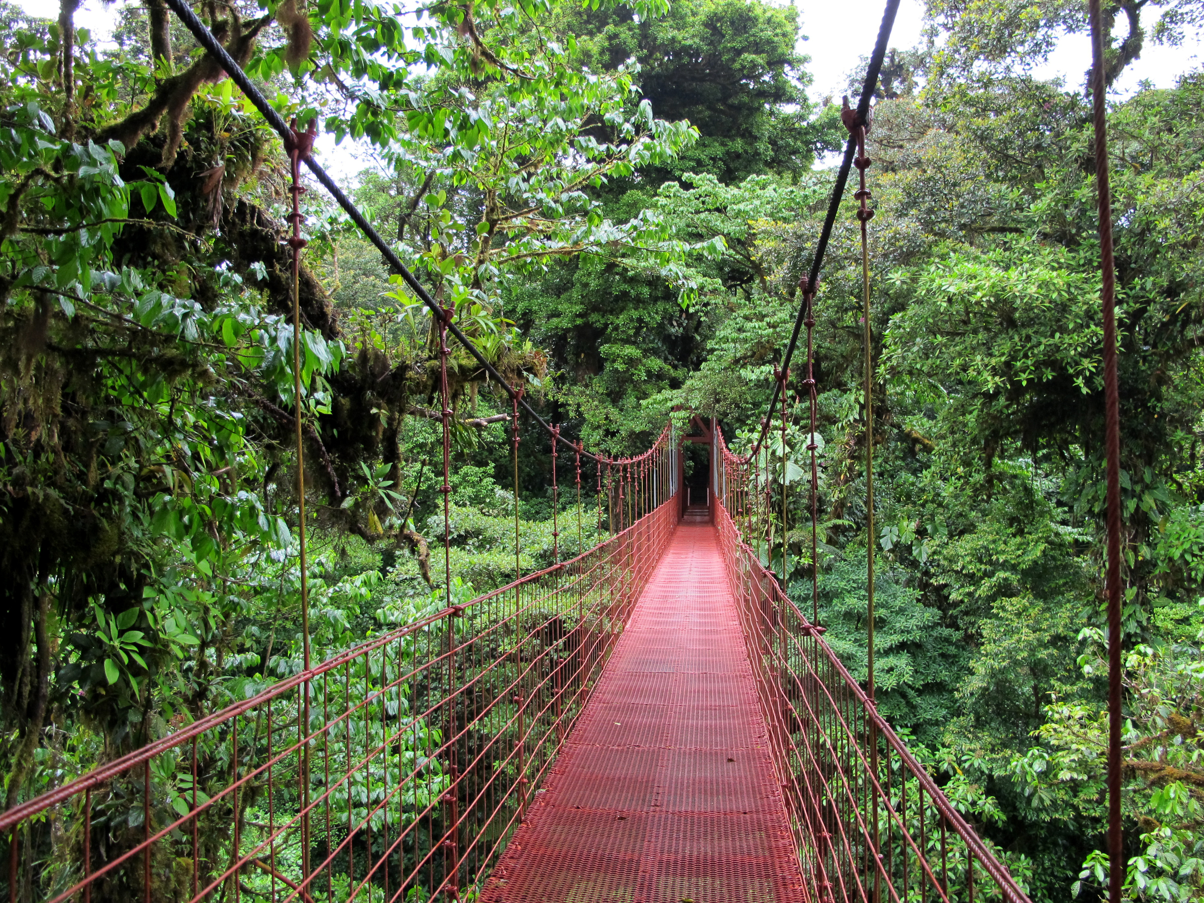 Séjour au Costa Rica : réserve de Monteverde