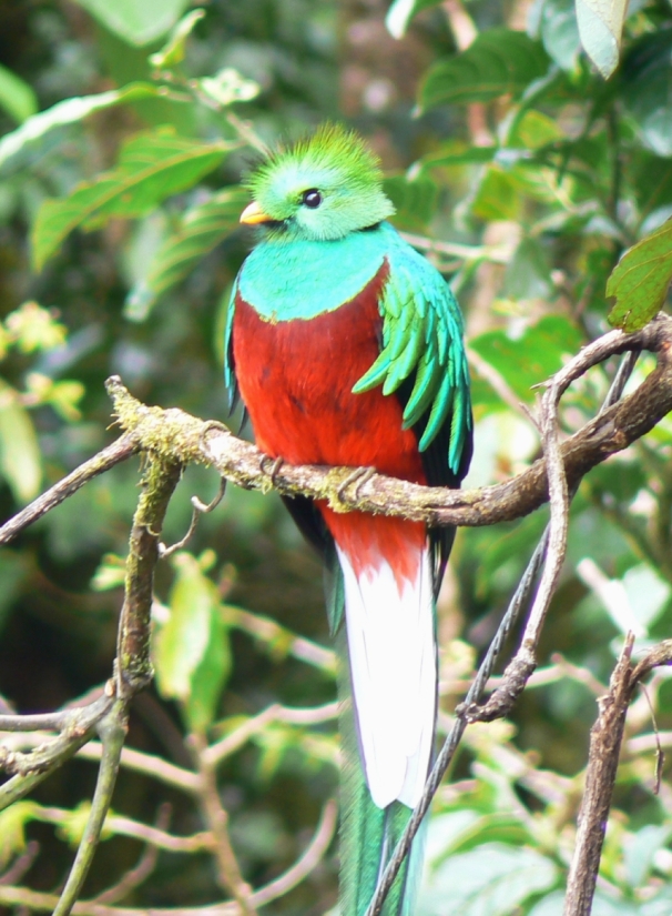 Séjour au Costa Rica : quetzal resplendissant